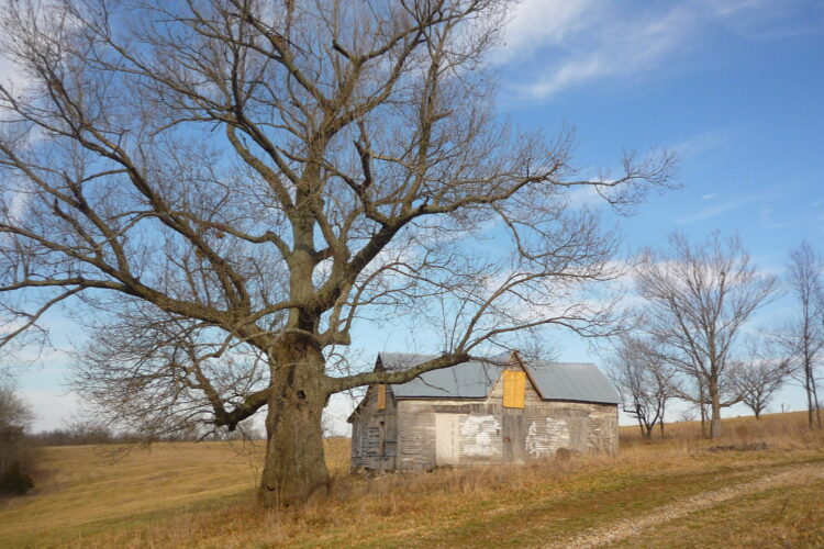 A Boarded-up House Sits Behind A Large Tree With No Leaves.